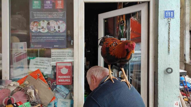 Her gün işe omzundaki horozu ile birlikte gidiyor