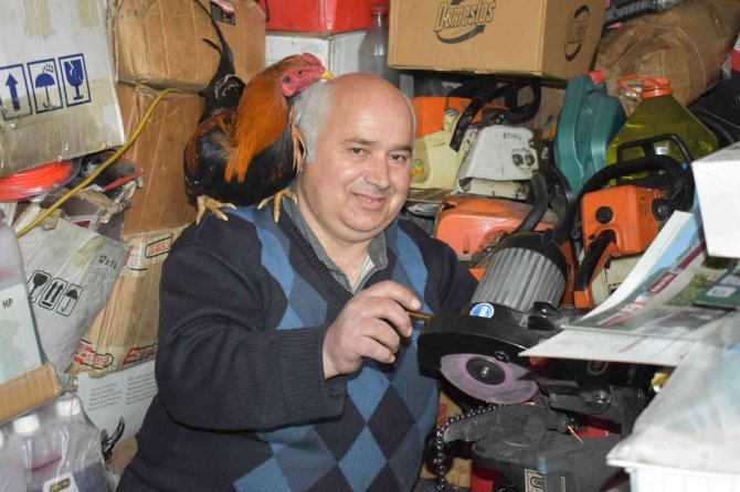 Her gün işe omzundaki horozu ile birlikte gidiyor