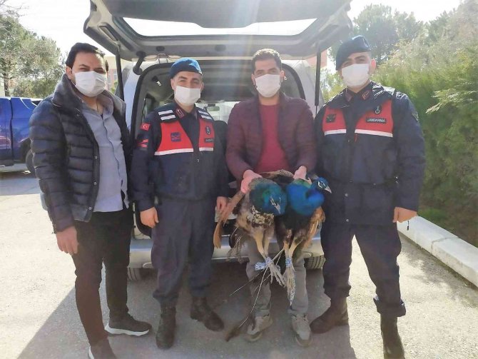 Çaldıkları tavus kuşunu yeme konusunda anlaşamayan şebekenin 2 üyesi tutuklandı