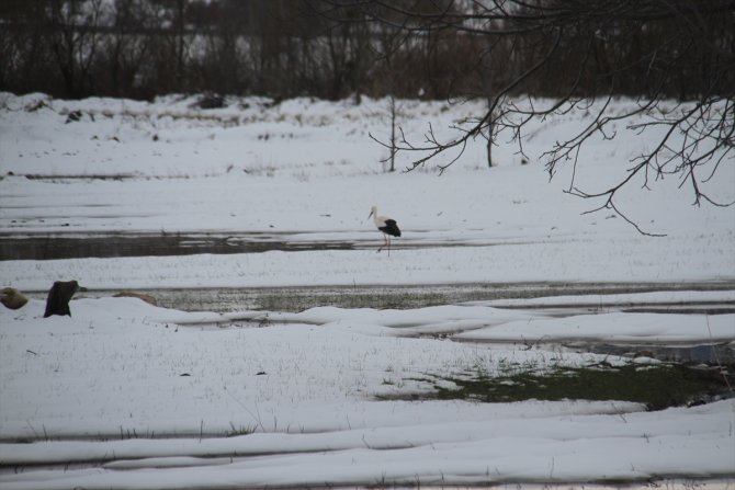 Beyşehir'e gelen leyleklere yuvalarında kar sürprizi