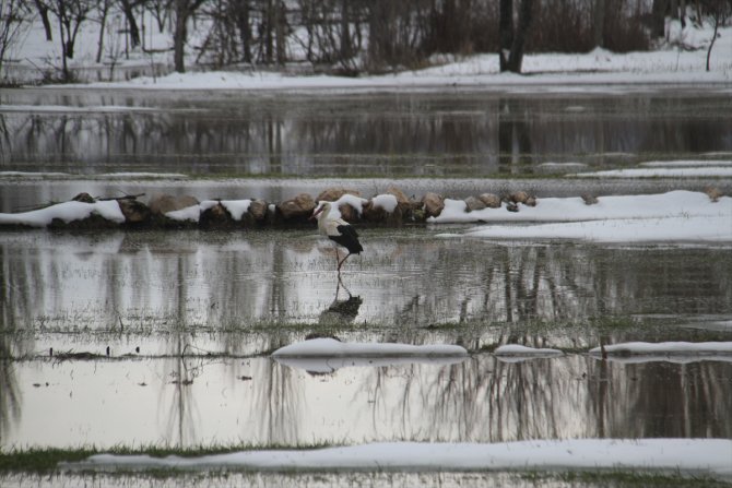 Beyşehir'e gelen leyleklere yuvalarında kar sürprizi