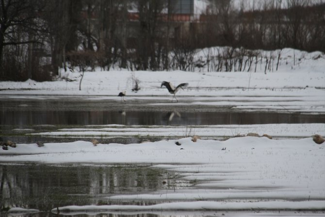 Beyşehir'e gelen leyleklere yuvalarında kar sürprizi