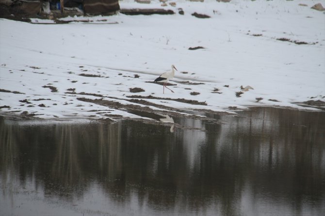 Beyşehir'e gelen leyleklere yuvalarında kar sürprizi