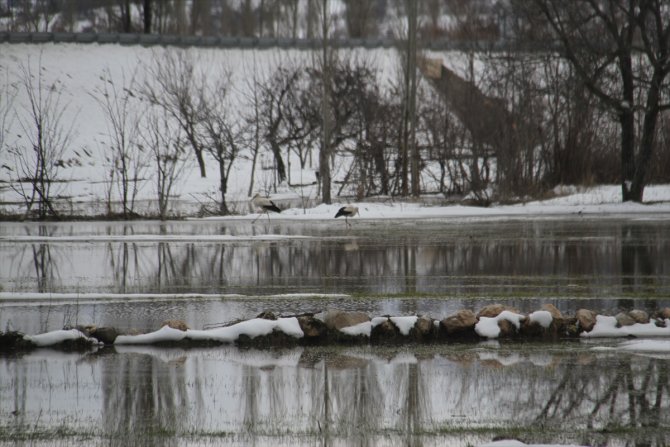 Beyşehir'e gelen leyleklere yuvalarında kar sürprizi