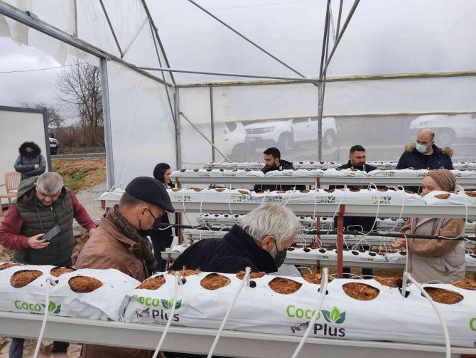 Topraksız çilek yetiştiriciliği yaygınlaşıyor