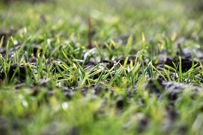 Yağışlar yüz güldürdü