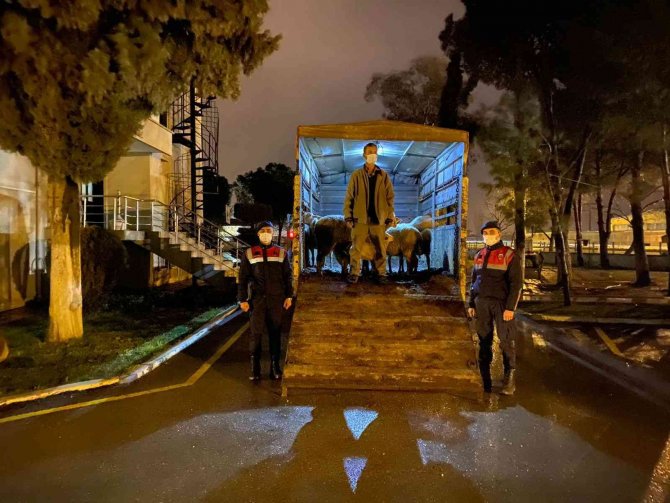 Jandarmaya yakalanan hayvan hırsızı tutuklandı