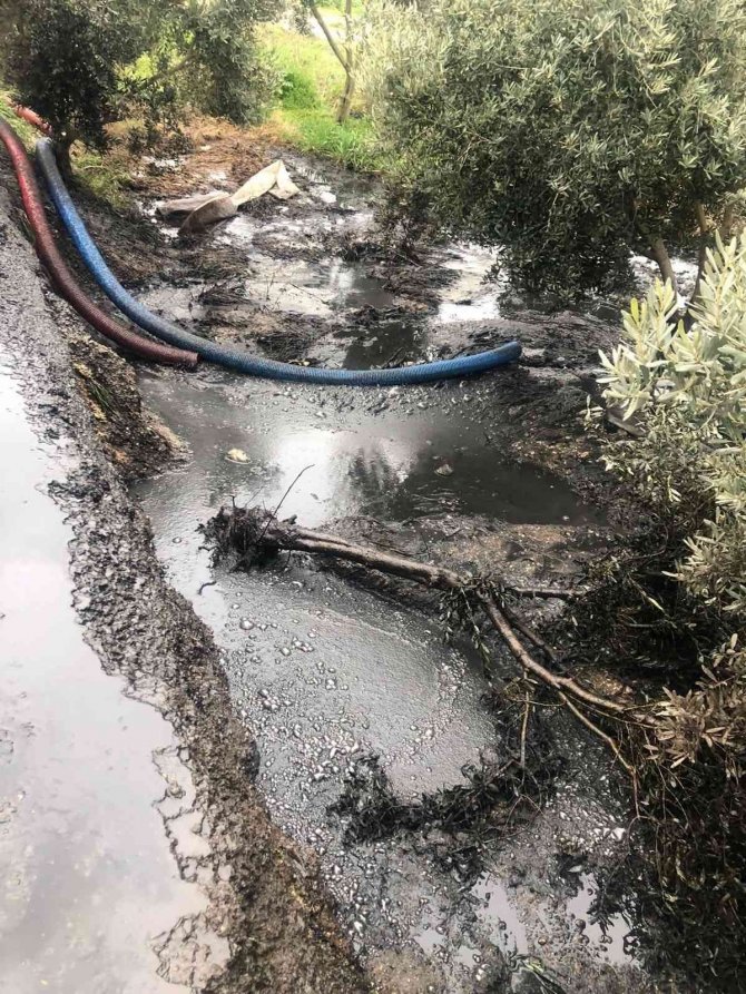 Zeytin bahçesine kimyasal atık atarken yakalandılar
