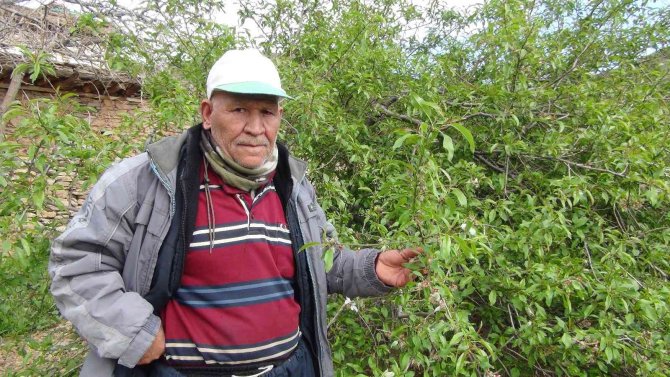 Çağla hasadı başladı