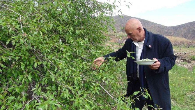 Çağla hasadı başladı