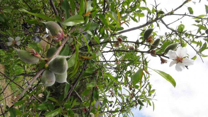 Çağla hasadı başladı
