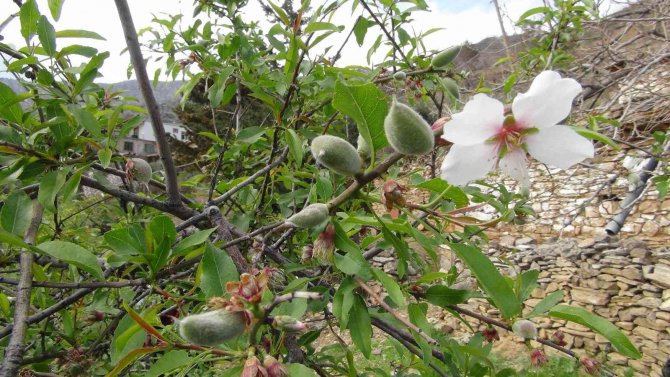 Çağla hasadı başladı
