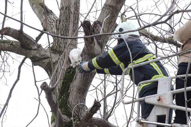 Ağaçta mahsur kalan kediyi itfaiye kurtardı