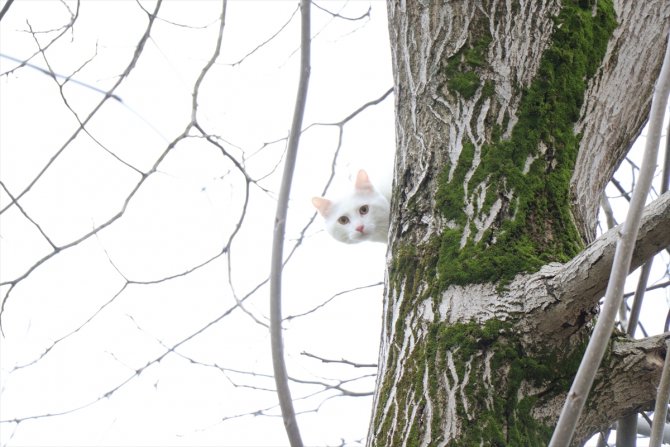 Ağaçta mahsur kalan kediyi itfaiye kurtardı