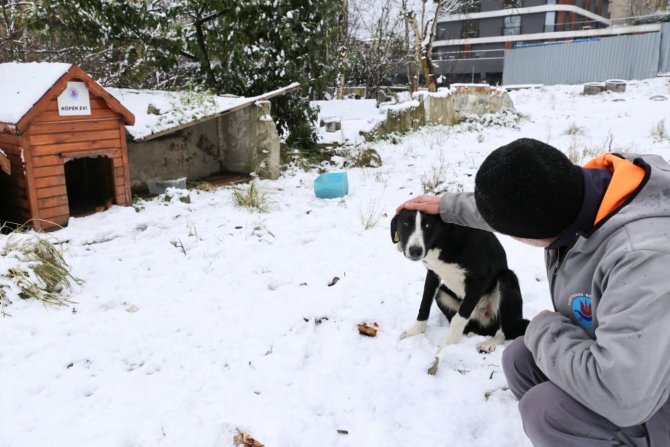 Ekipler sokak hayvanları için seferber oldu