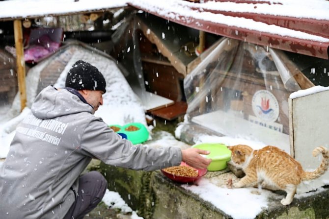 Ekipler sokak hayvanları için seferber oldu