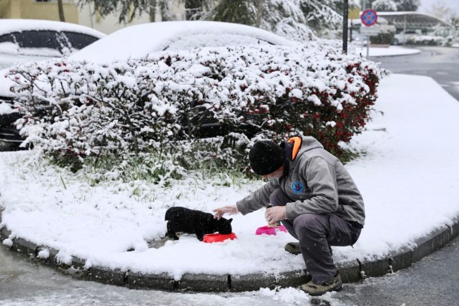 Ekipler sokak hayvanları için seferber oldu