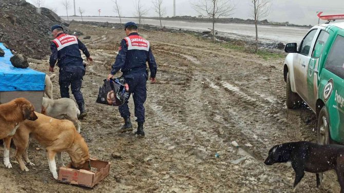 Jandarmadan sokak hayvanlarına şefkat eli