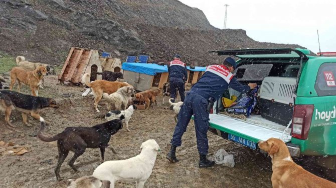 Jandarmadan sokak hayvanlarına şefkat eli
