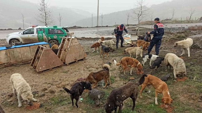 Jandarmadan sokak hayvanlarına şefkat eli