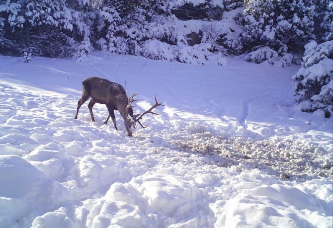 Yaban hayatının ağır kış koşullarında yiyecek telaşı