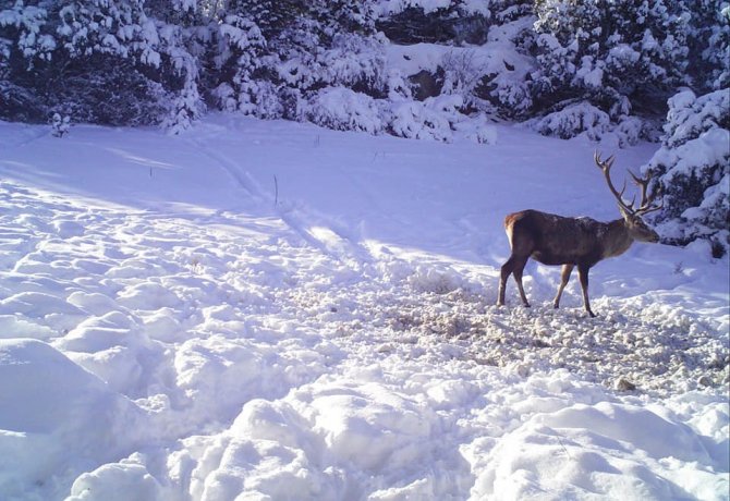 Yaban hayvanlarının yem telaşı böyle görüntülendi