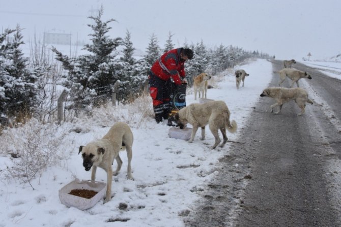 Yoğun kar yağışında sokak hayvanları için yemleme çalışması