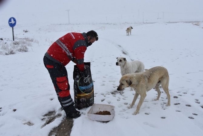 Yoğun kar yağışında sokak hayvanları için yemleme çalışması