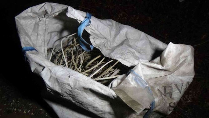 Hırsızları yakalamak için düz duvara tırmandılar