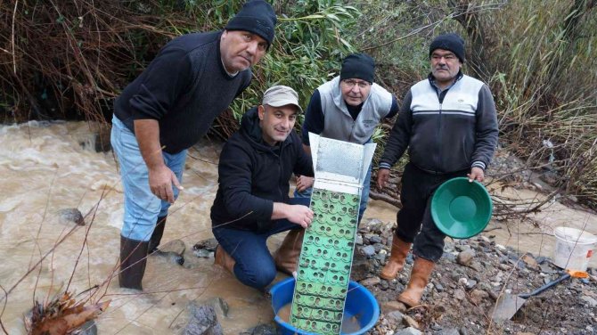 Buz gibi suda altın avı