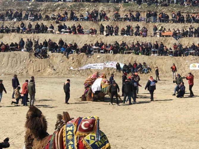 Soğuğa rağmen deve güreşleri nefes kesti