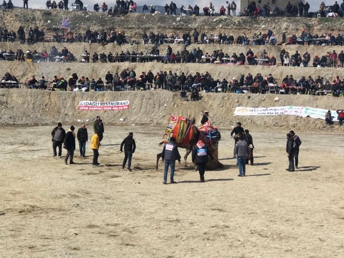 Soğuğa rağmen deve güreşleri nefes kesti