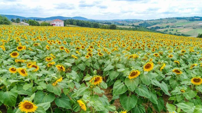Ayçiçeği üreticilerine gübre desteği verilecek