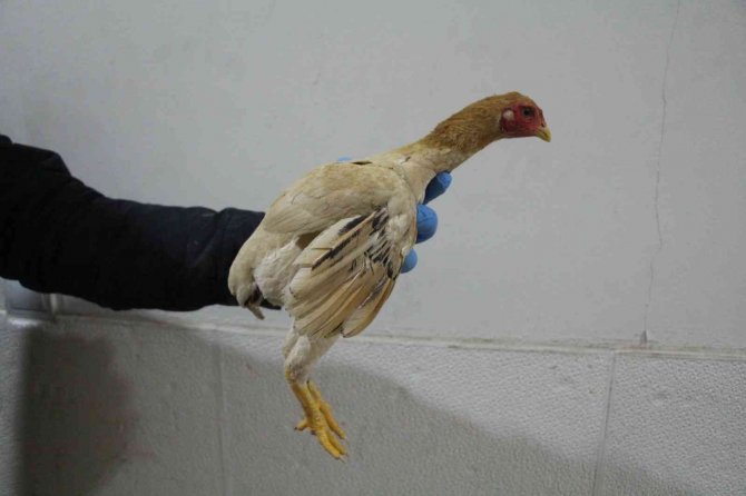 Kapıkule’de kaçak dövüş horozları yakalandı
