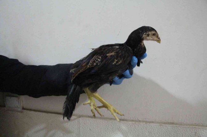 Kapıkule’de kaçak dövüş horozları yakalandı