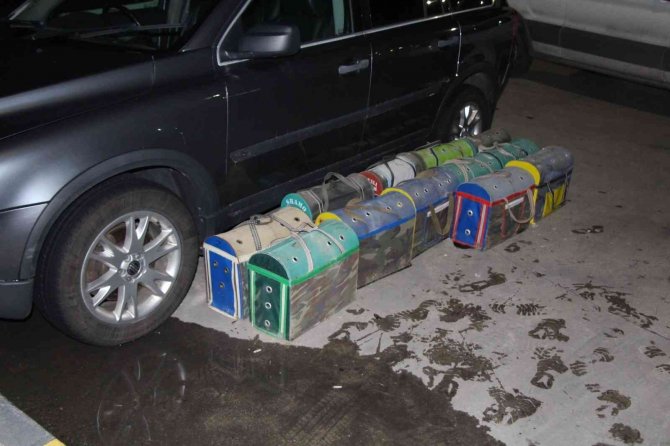 Kapıkule’de kaçak dövüş horozları yakalandı