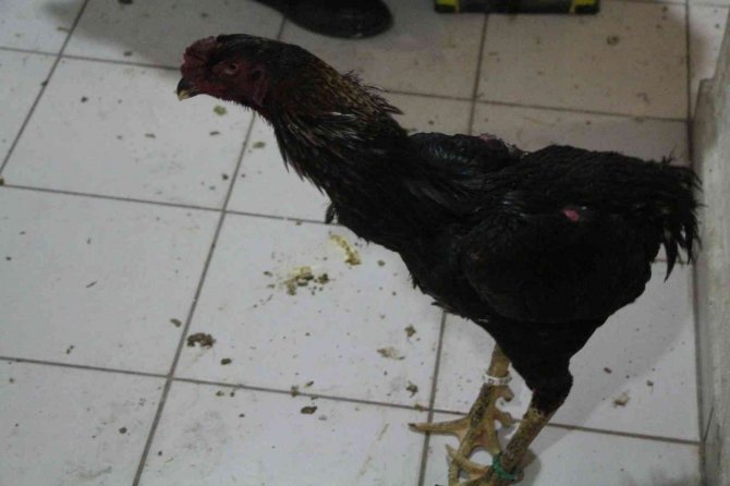 Kapıkule’de kaçak dövüş horozları yakalandı