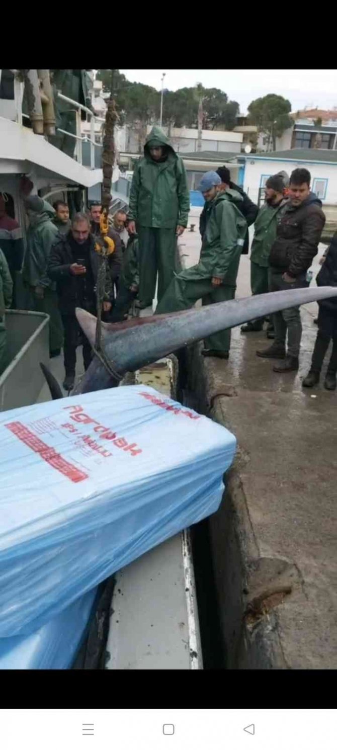 Balıkçıların ağına köpekbalığı takıldı