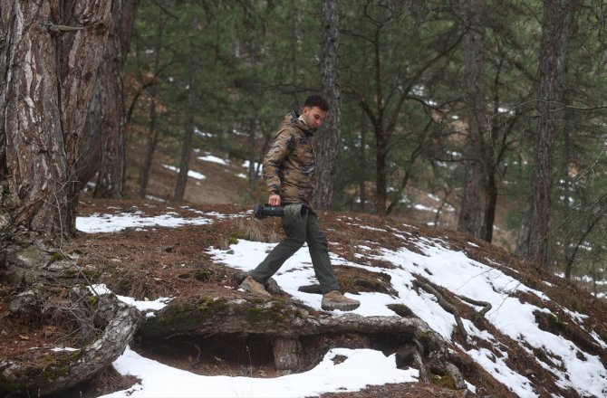 Çizgili sırtlan, yavrusuyla görüntülendi