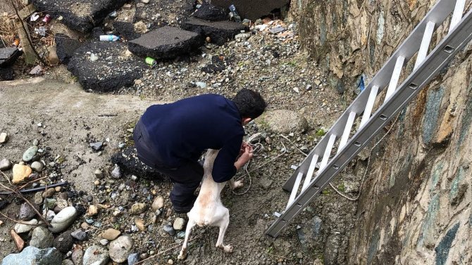 Köpek dere yatağında mahsur kaldı