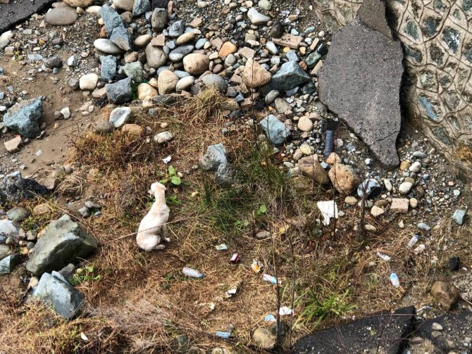 Köpek dere yatağında mahsur kaldı