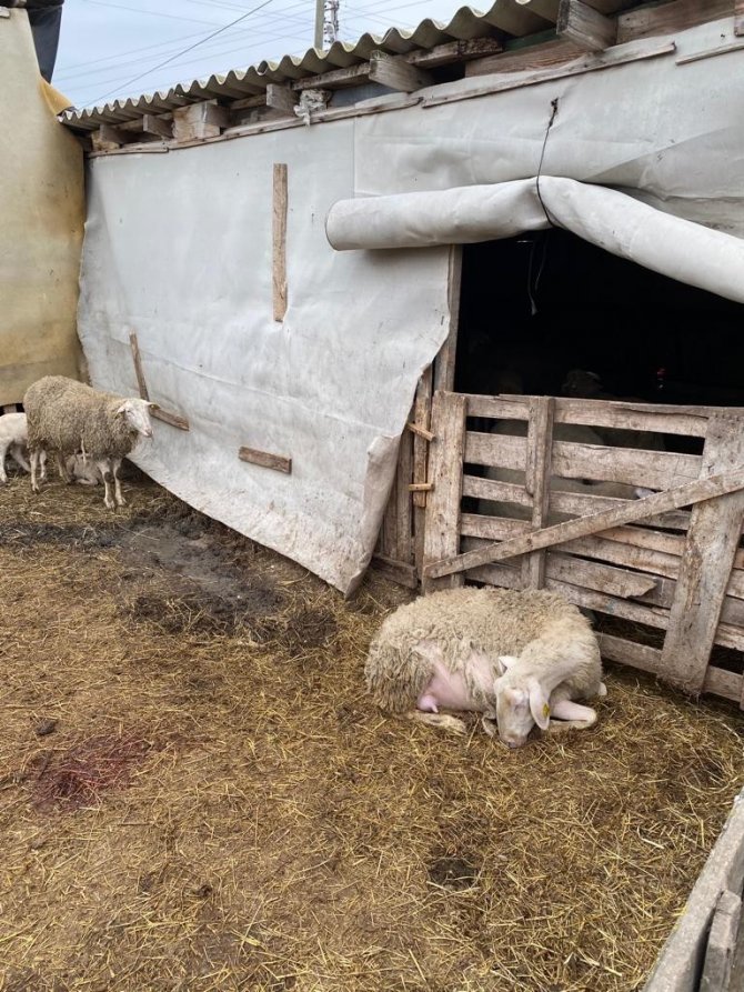 Tekirdağ’da 12 küçükbaş hayvan telef oldu