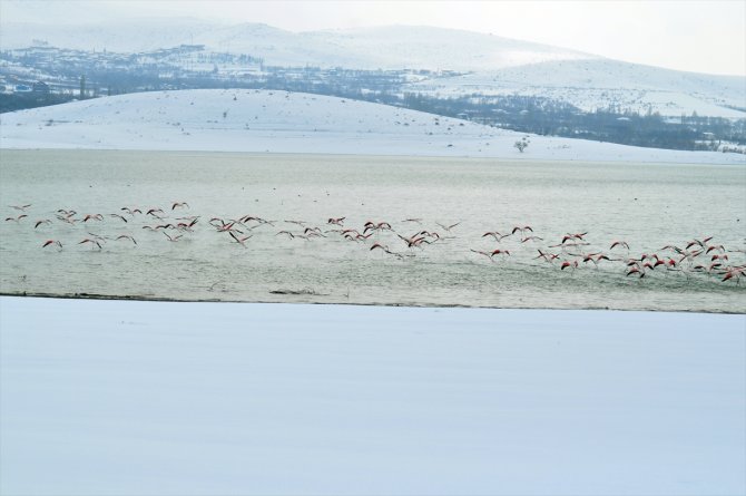 Sulak alanlar donunca İvriz Barajı bu yıl da flamingoları misafir etti