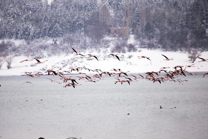 Sulak alanlar donunca İvriz Barajı bu yıl da flamingoları misafir etti