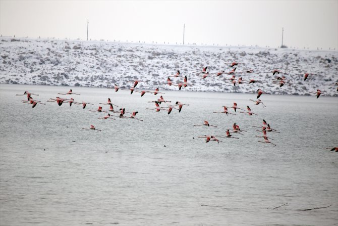 Sulak alanlar donunca İvriz Barajı bu yıl da flamingoları misafir etti