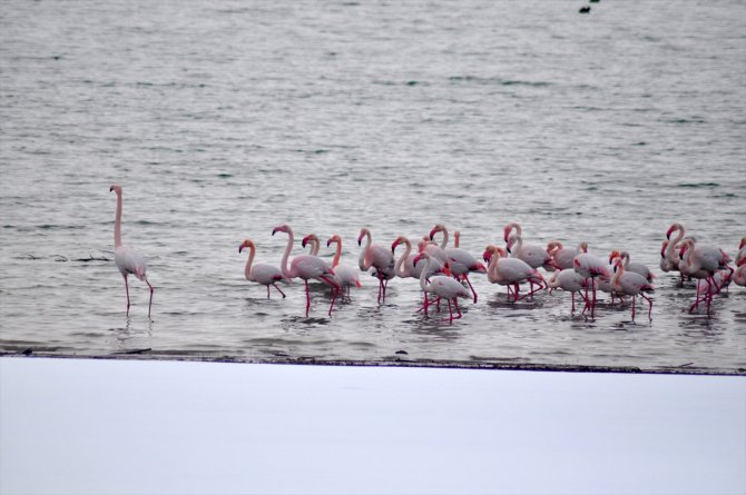 Sulak alanlar donunca İvriz Barajı bu yıl da flamingoları misafir etti