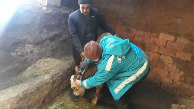 Kütahya’da büyükbaş hayvanlara aşı ve buzağı küpeleme işlemleri