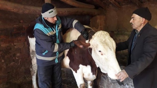 Kütahya’da büyükbaş hayvanlara aşı ve buzağı küpeleme işlemleri