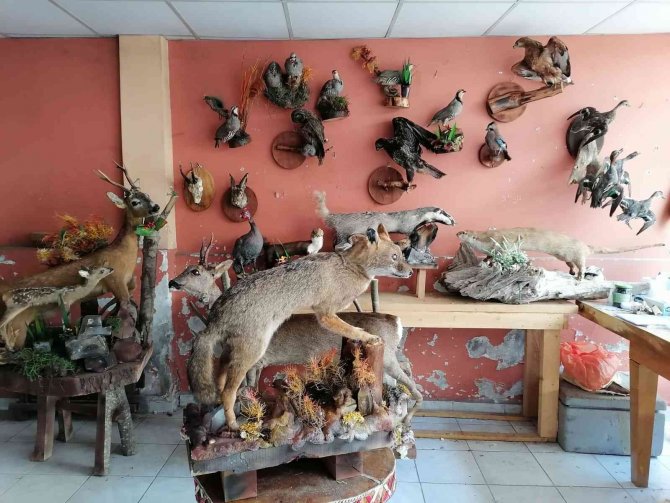 Ölü hayvanların içini doldurup işyerinde sergiliyor