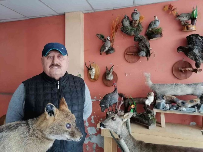 Ölü hayvanların içini doldurup işyerinde sergiliyor